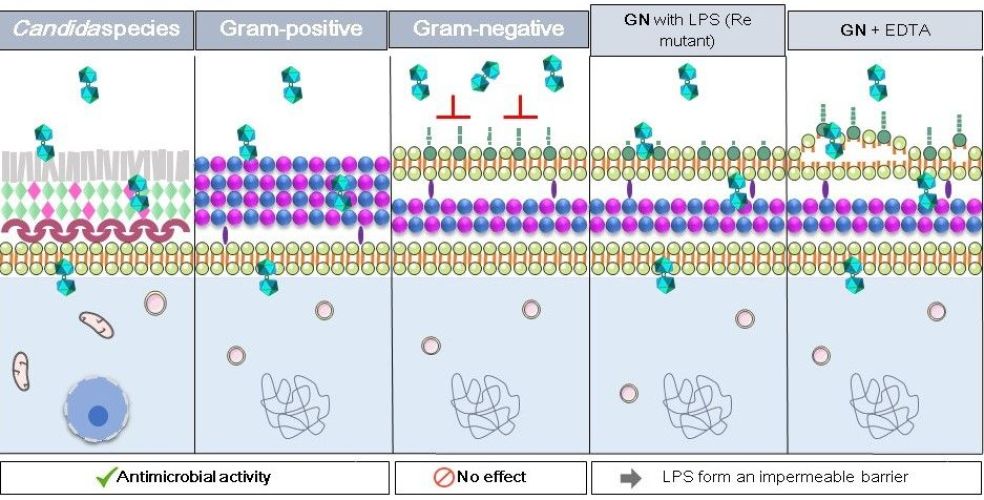 Water soluble organometallic small molecules as promising antibacterial agents: synthesis, physical–chemical properties and biological evaluation to tackle bacterial infections
