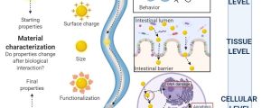 Interaction of nanoparticles with biological systems and vice versa by Amanda Muñoz