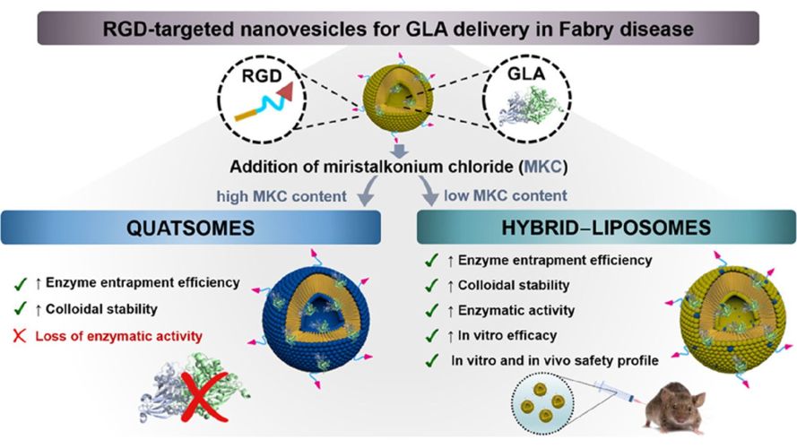 Impact of Chemical Composition on the Nanostructure and Biological Activity of α-Galactosidase-Loaded Nanovesicles for Fabry Disease Treatment