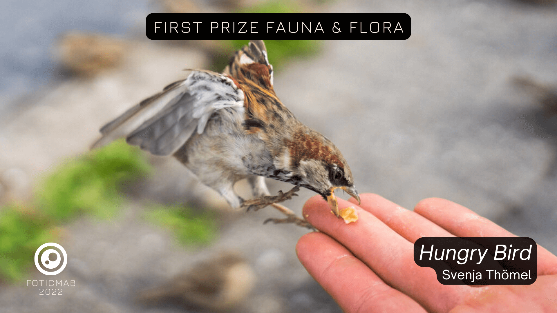 FAUNA 1