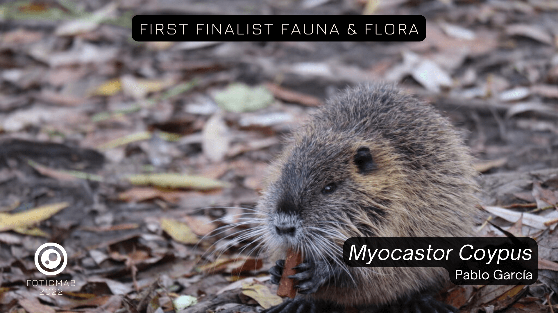 FAUNA 2