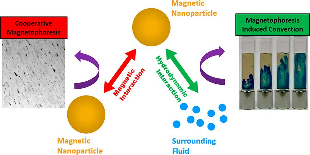ICMAB - Unified View of Magnetic Nanoparticle Separation under ...