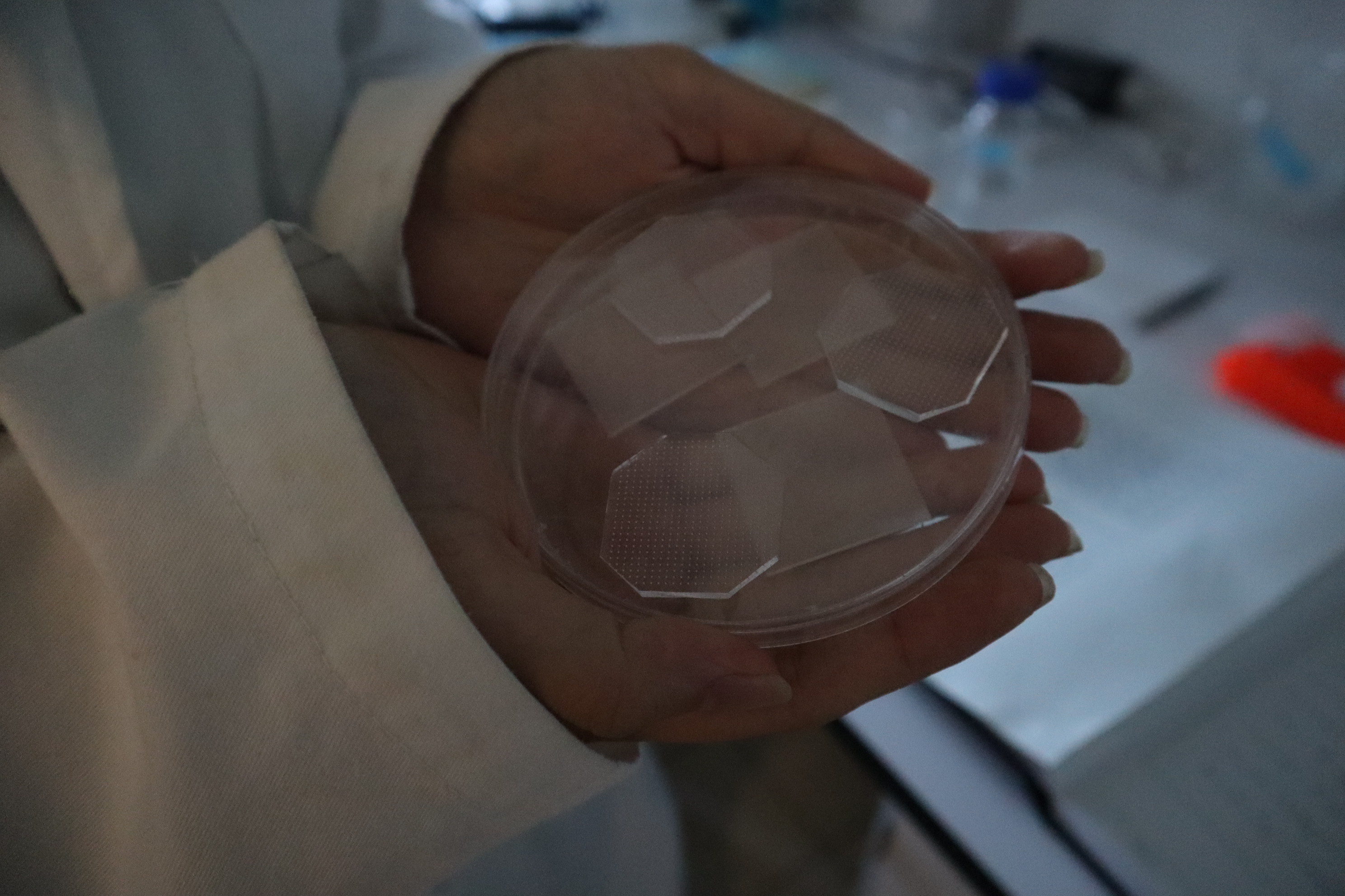 JiC motllescelulosa