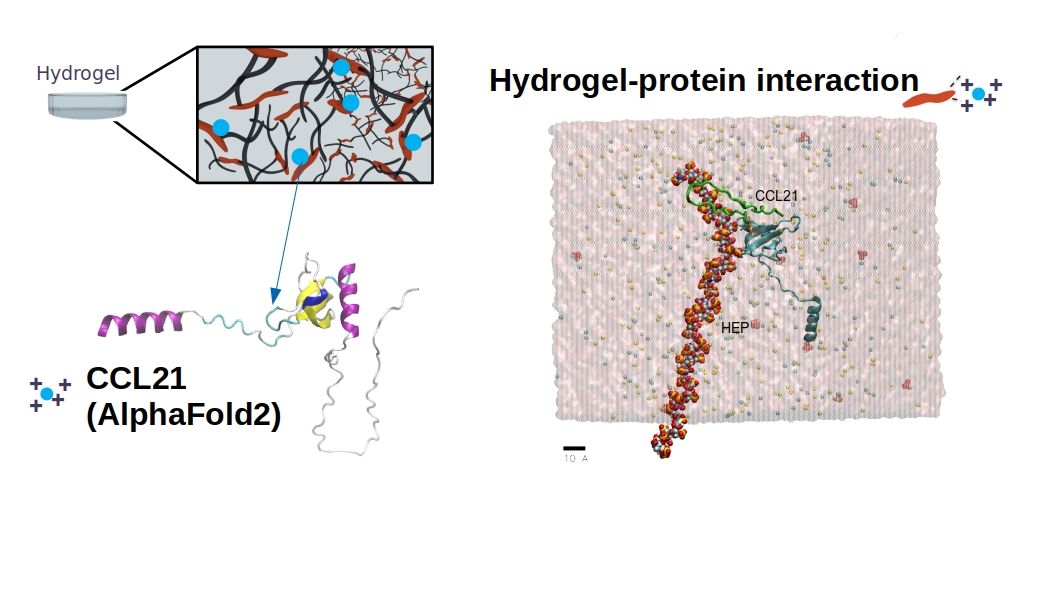 Hydrogel protein