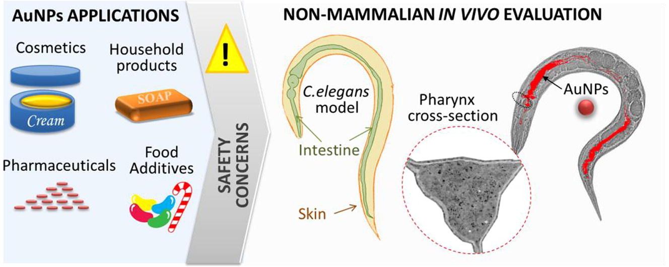 c elegans nobel