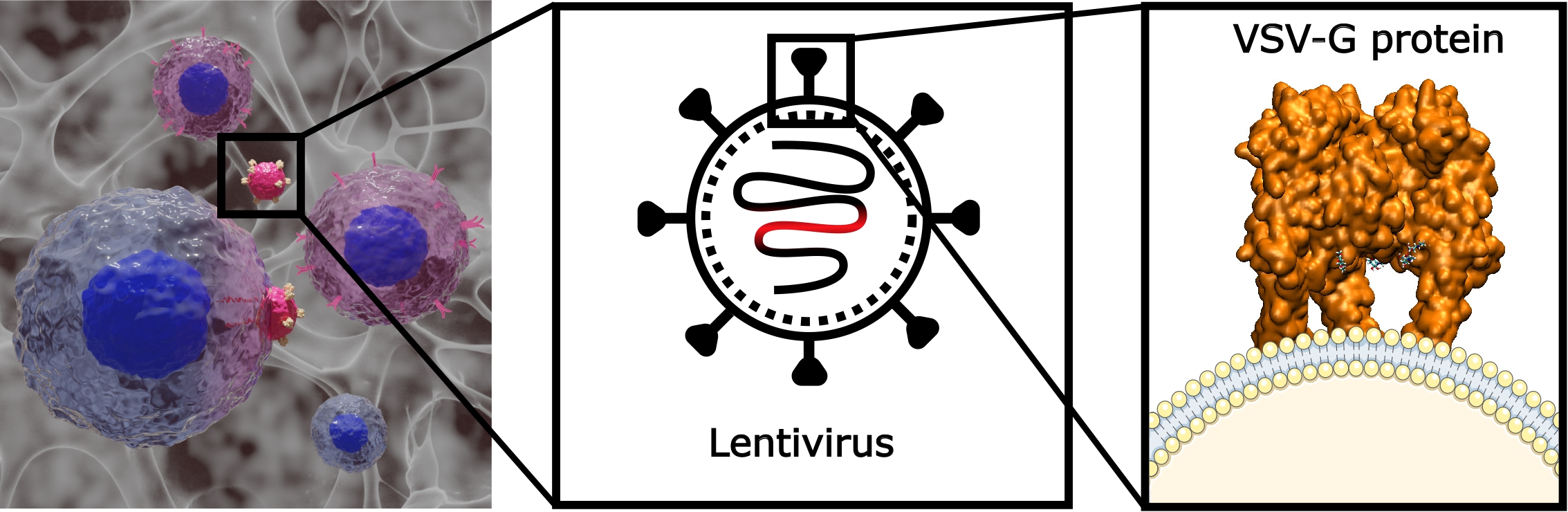 scheme hidrogels car t virus image