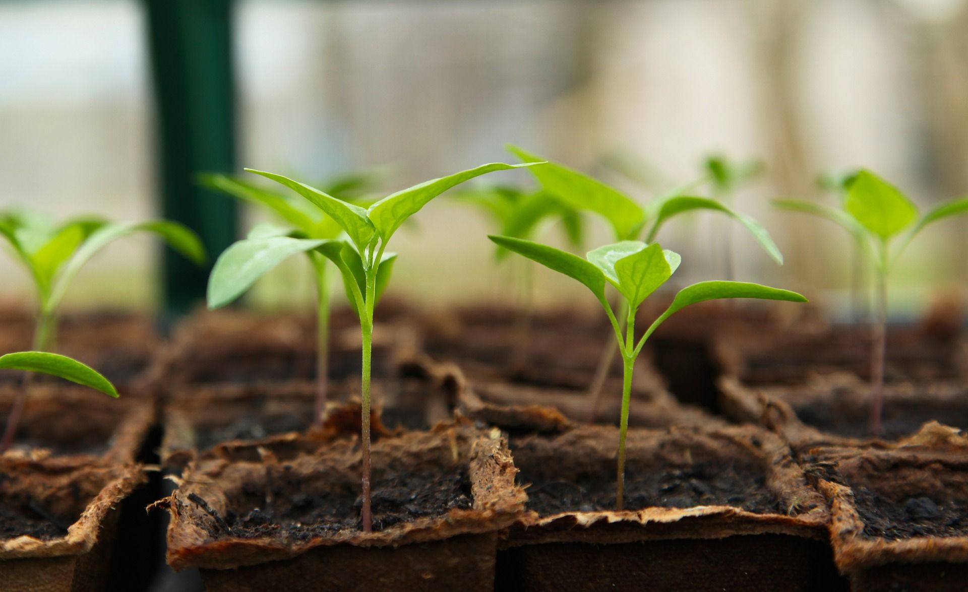 seeding plant