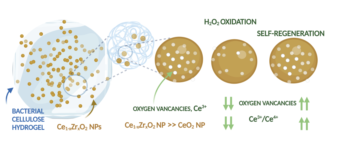 Ce1−xZrxO2 nanoparticles in bacterial cellulose, bio-based composites with self-regenerating antioxidant capabilities