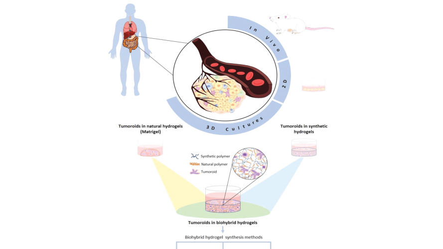Biohybrid Hydrogels for Tumoroid Culture