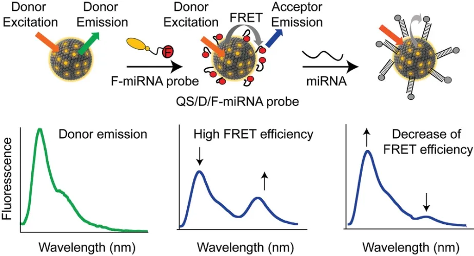 Engineering DNA-Grafted Quatsomes as Stable Nucleic Acid-Responsive Fluorescent Nanovesicles