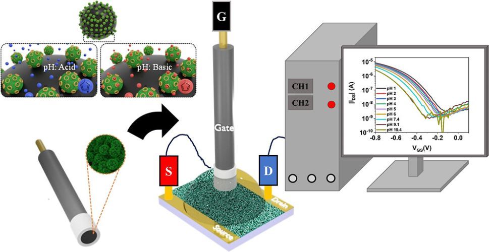 pH Sensor Based on Supramolecular Host–Guest Interactions and an Organic Field-Effect Transistor with a Magnetic Carbon Gate Electrode