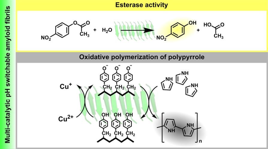 pH-Responsive Self-Assembly of Amyloid Fibrils for Dual Hydrolase-Oxidase Reactions