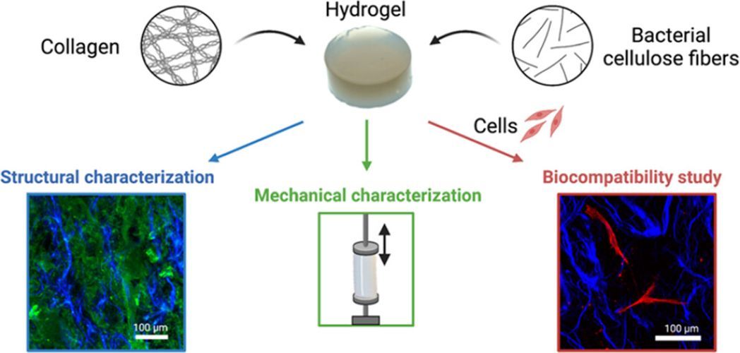 Cell-Laden 3D Hydrogels of Type I Collagen Incorporating Bacterial Nanocellulose Fibers