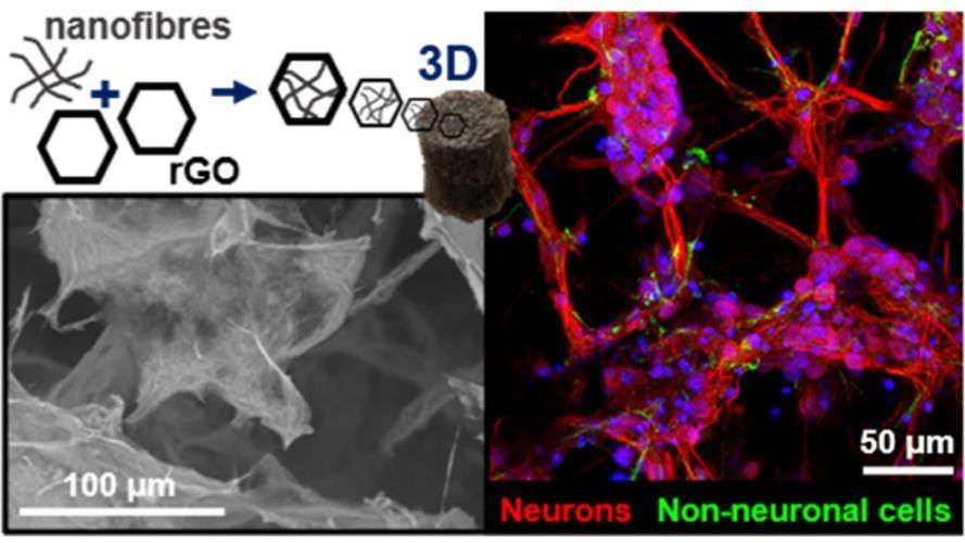 3D Reduced Graphene Oxide Scaffolds with a Combinatorial Fibrous-Porous Architecture for Neural Tissue Engineering