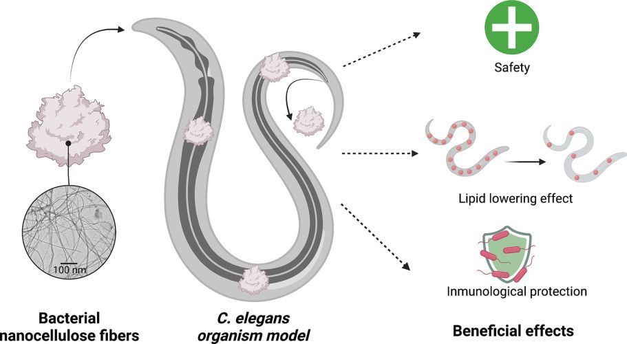 Caenorhabditis elegans endorse bacterial nanocellulose fibers as functional dietary Fiber reducing lipid markers