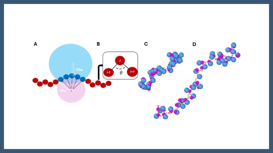 Self-induced dimensional reduction and scaling transition of mRNA in polysomes: A multiscale simulation study