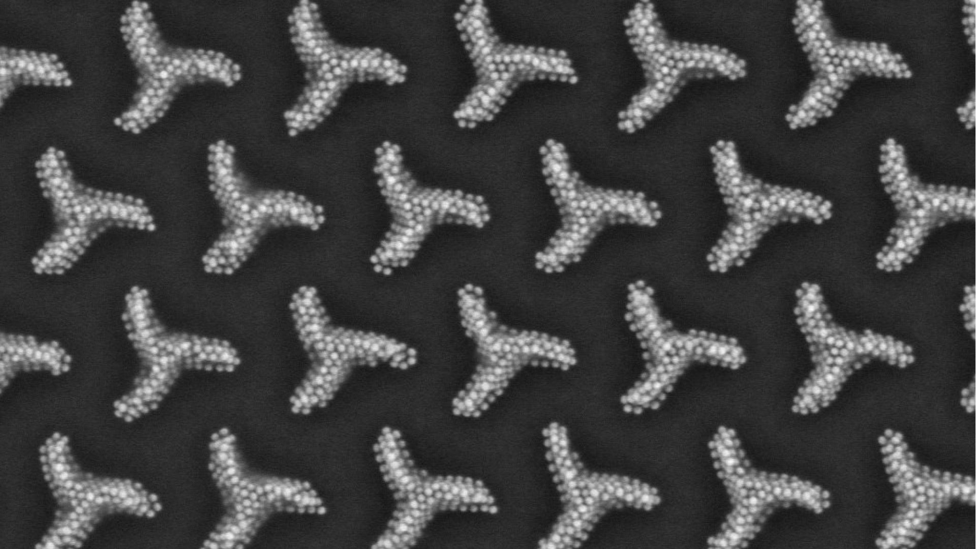 Scanning electron microscopy (SEM) image of an array formed by 45 nm colloidal Au nanoparticles self-assembled into chiral motifs, in this case triskelions, fabricated using a template-assisted self-assembly method | Adapted from Nature Communications 16, 1687 (2025) 