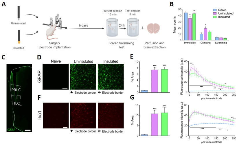 Induced Dipoles and Possible Modulation of Wireless Effects in Implanted Electrodes. Effects of Implanting Insulated Electrodes on an Animal Test to Screen Antidepressant Activity
