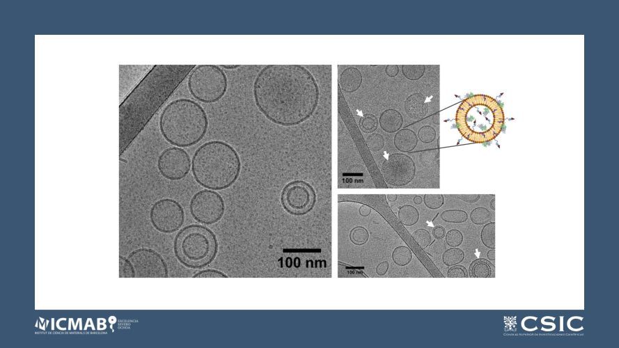 Targeted nanoliposomes to improve enzyme replacement therapy of Fabry disease
