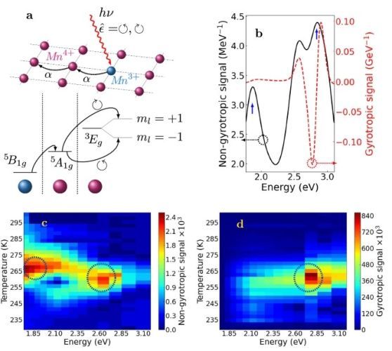 Spin-orbit entanglement driven by the Jahn-Teller effect