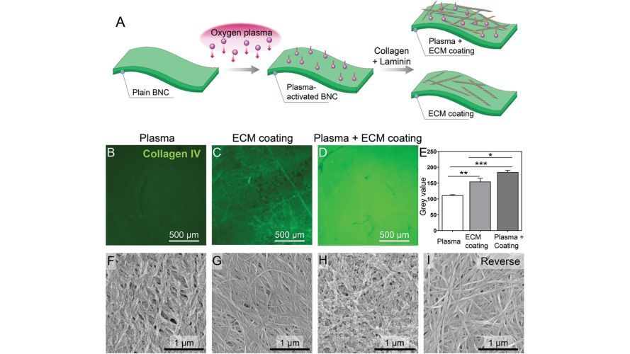 Limbal Stem Cells on Bacterial Nanocellulose Carriers for Ocular Surface Regeneration