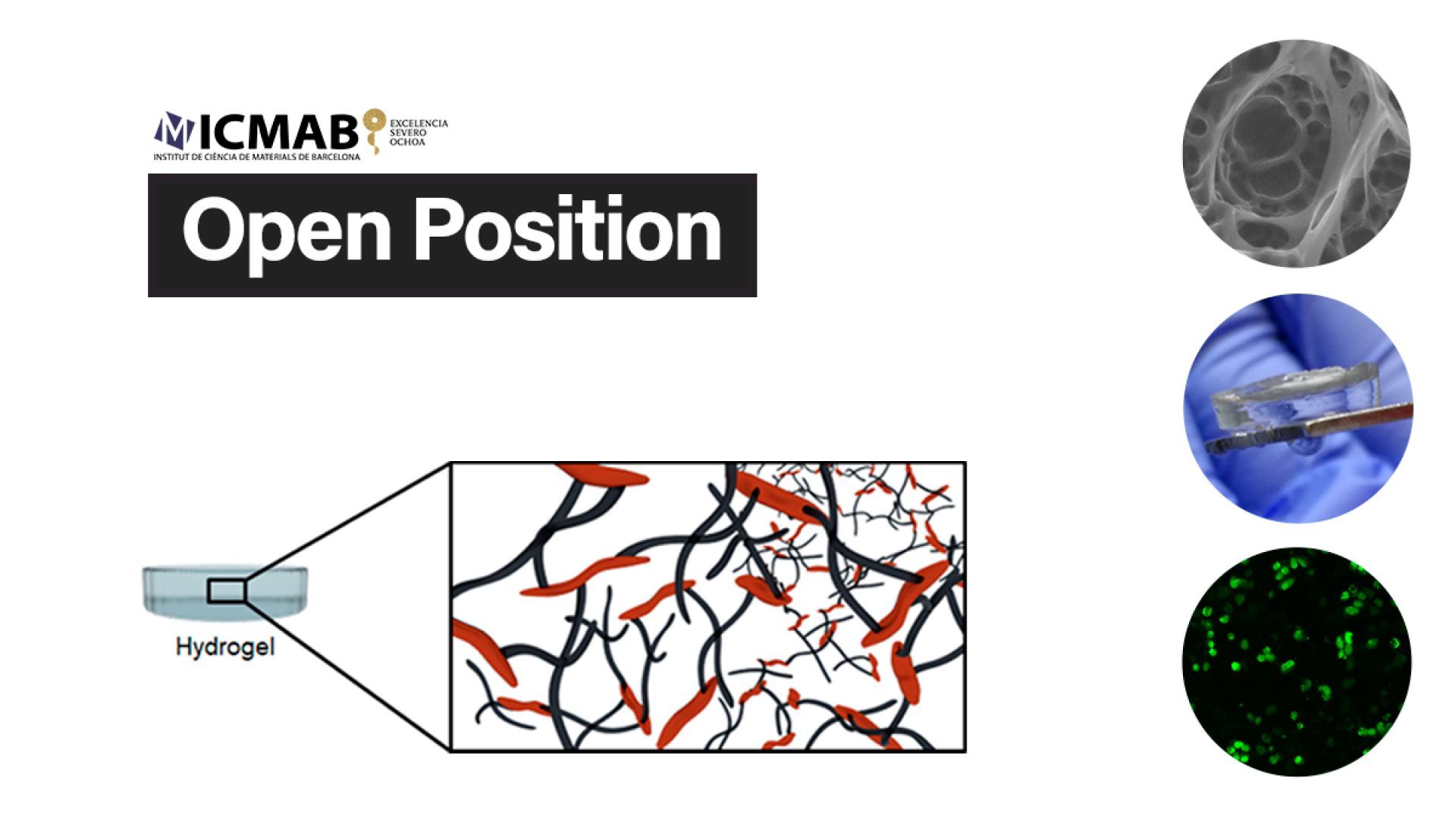 Hydrogel. / ICMAB