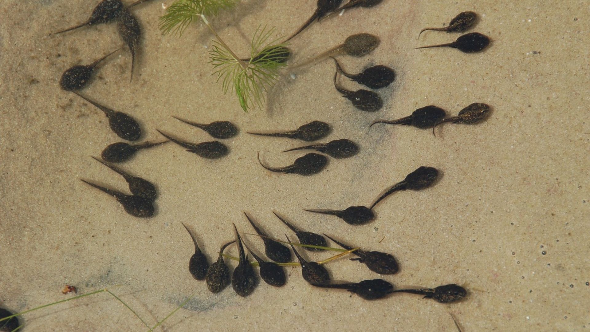 Tadpoles in water | Image from Marjan in Pixabay