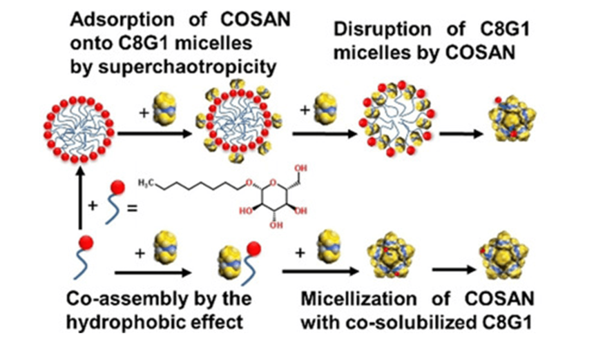 Highlights on the Binding of Cobalta‐Bis‐(Dicarbollide) with Glucose Units