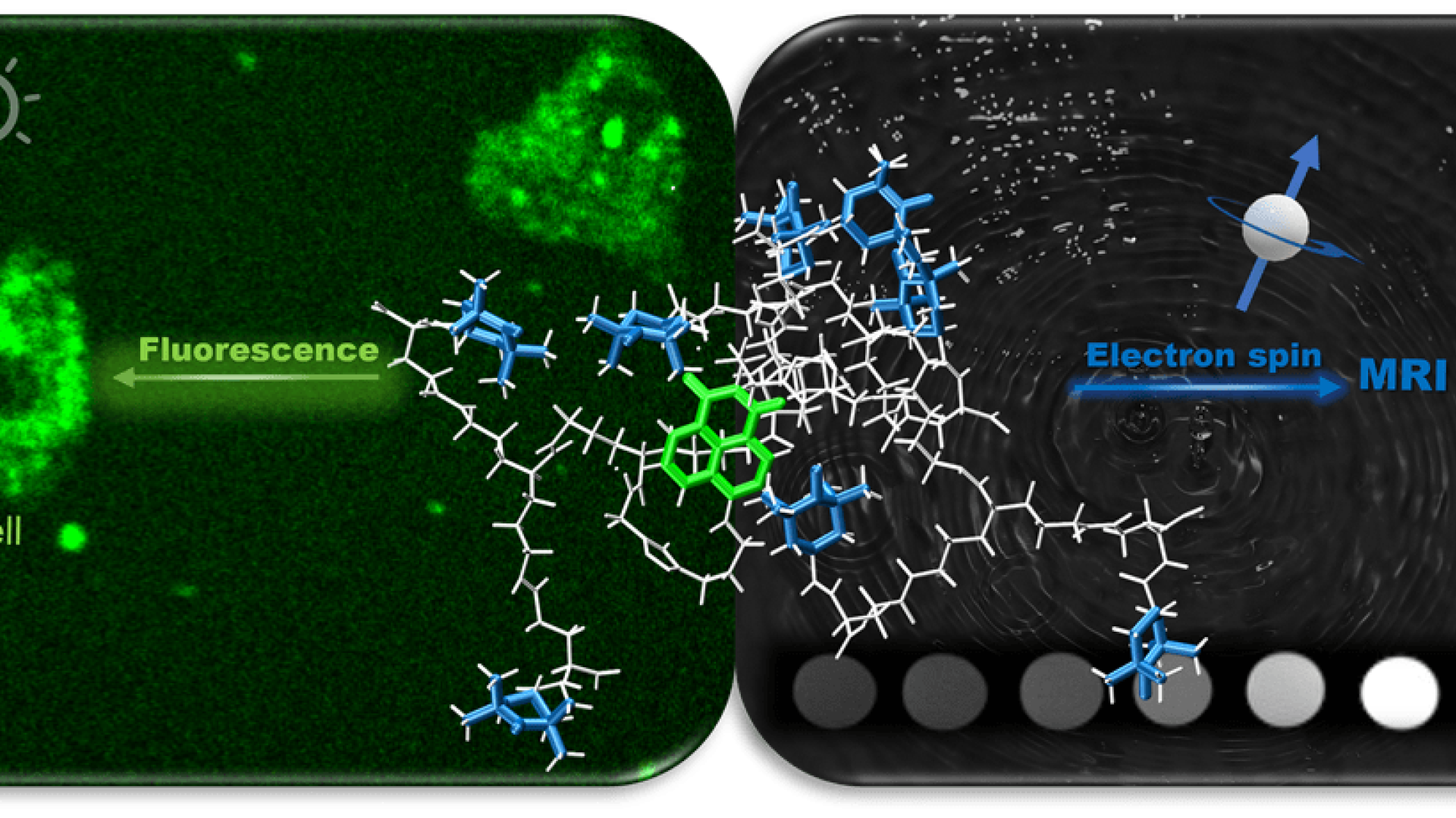 Water-soluble dendrimer probe with magnetic and fluorescent properties for MRI/FI [ACS Publications]