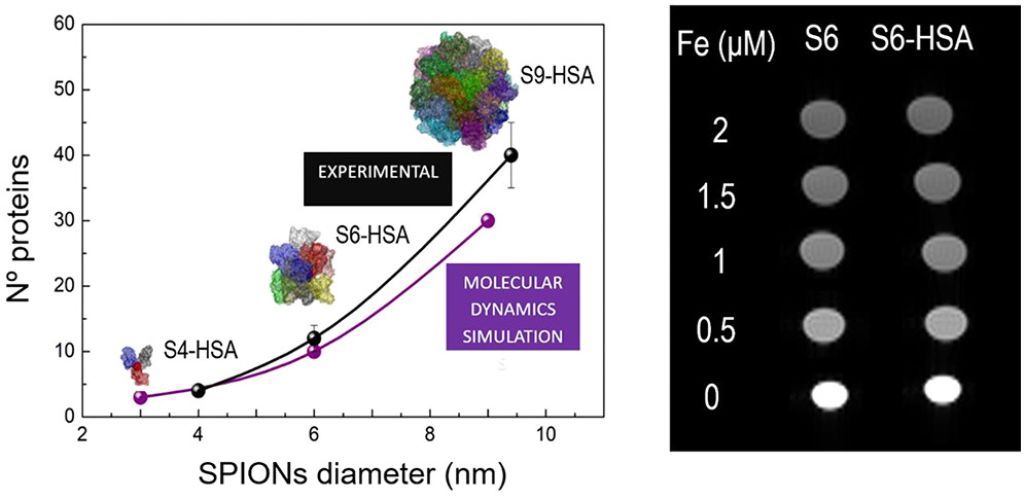 Insights into Preformed Human Serum Albumin Corona on Iron Oxide Nanoparticles: Structure, Effect of Particle Size, Impact on MRI Efficiency, and Metabolization