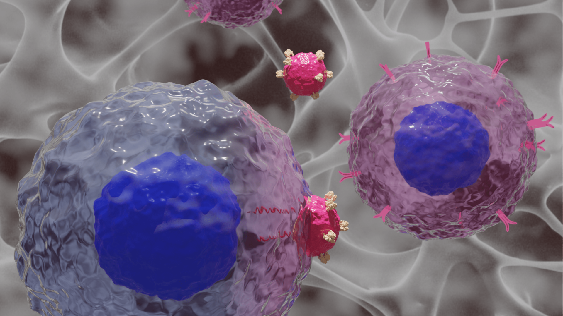 Scheme of the gene expression and proliferation of CAR T cells in the hydrogels. The hydrogel (background) binds viral particles (pink spheres, with their protruding spike shaped proteins indicated in white) which interact with T cells (in blue). T cells with expressed CAR are shown in pink | ICMAB-CSIC