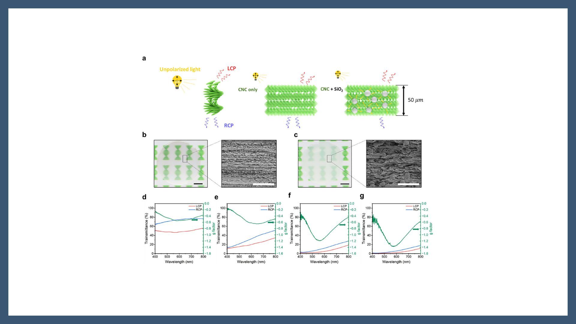 Enhanced Circularly Polarized Lasing in Nanocellulose-Silica Composites