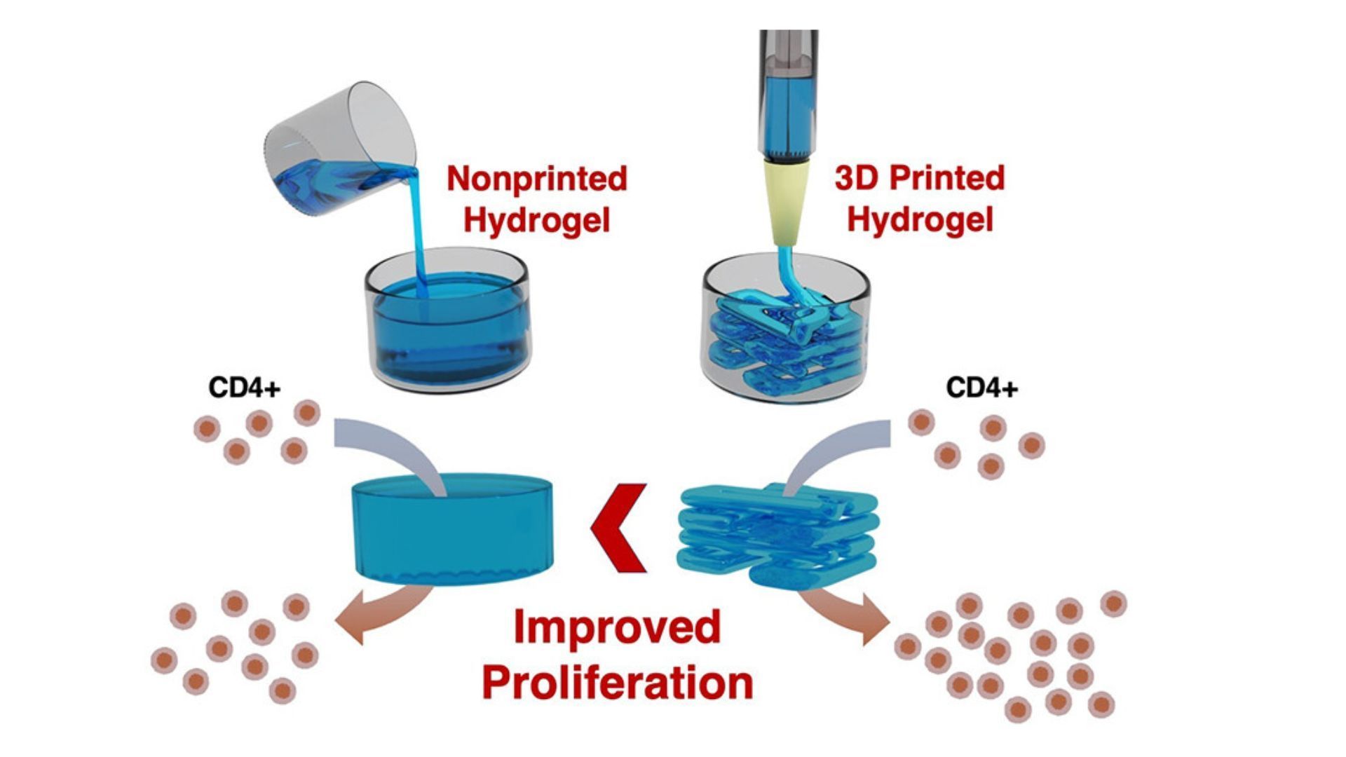 Improved primary human T cell proliferation at the laboratory scale with lymph-node-inspired PEG-heparin 3D-printed hydrogels
