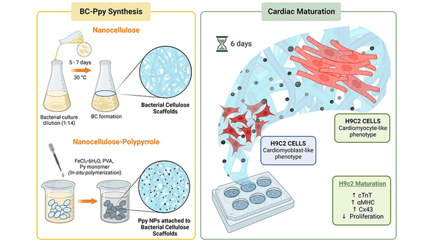 Conductive Bacterial Nanocellulose-Polypyrrole Patches Promote Cardiomyocyte Differentiation