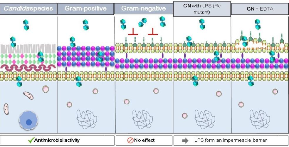 Water soluble organometallic small molecules as promising antibacterial agents: synthesis, physical–chemical properties and biological evaluation to tackle bacterial infections
