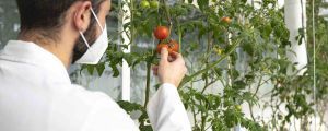 Álvaro Luis Jiménez, CRAG PhD researcher, working with tomato plants at CRAG greenhouse | CRAG
