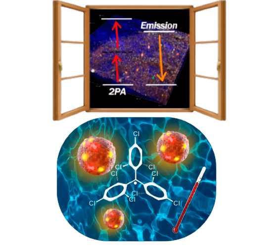 Nanothermometer Based on Polychlorinated Trityl Radicals Showing Two-Photon Excitation and Emission in the Biological Transparency Window: Temperature Monitoring of Biological Tissues