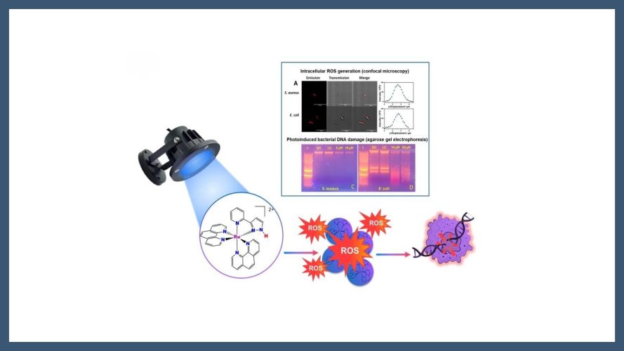 Enhancing the Antimicrobial Photodynamic Activity of Heteroleptic Ruthenium(II) Complexes: Role of Asymmetric N-Donor-Based Ligands