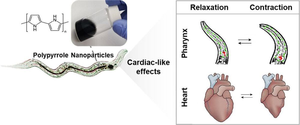 Arrhythmic Effects Evaluated on Caenorhabditis elegans: The Case of Polypyrrole Nanoparticles