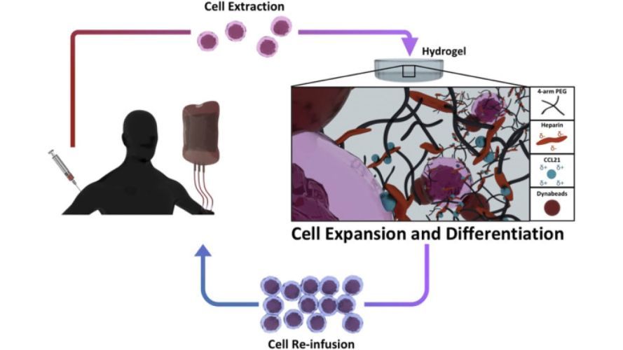 CCL21-loaded 3D hydrogels for T cell expansion and differentiation