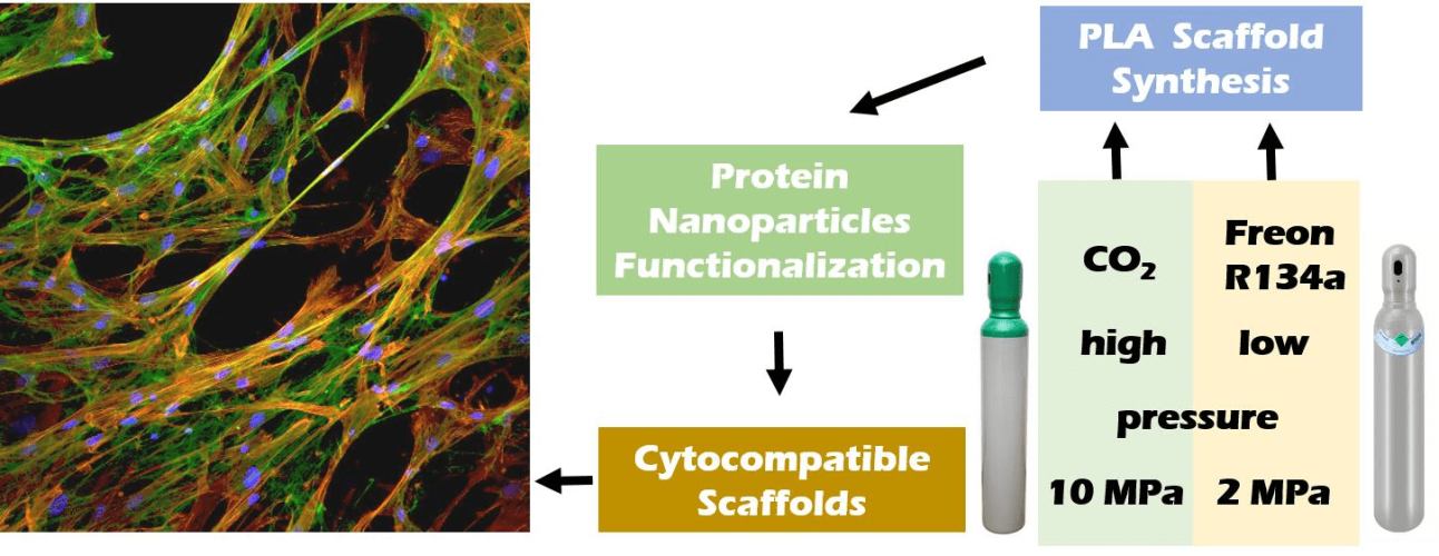 Polylactide, Processed by a Foaming Method Using Compressed Freon R134a, for Tissue Engineering
