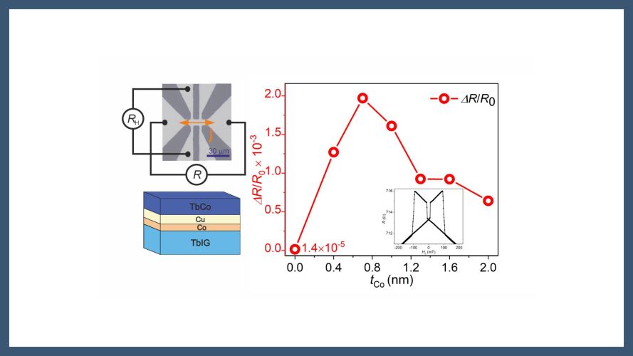 Magnetoresistive reading of perpendicular magnetization in ferrimagnetic insulators enhanced through proximity coupling