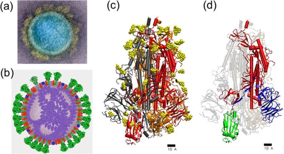Computer simulations of the interaction between SARS-CoV-2 spike glycoprotein and different surfaces