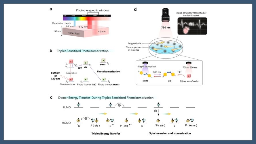 Noninvasive cardiac modulation via triplet-sensitized photoswitching in the phototherapeutic window