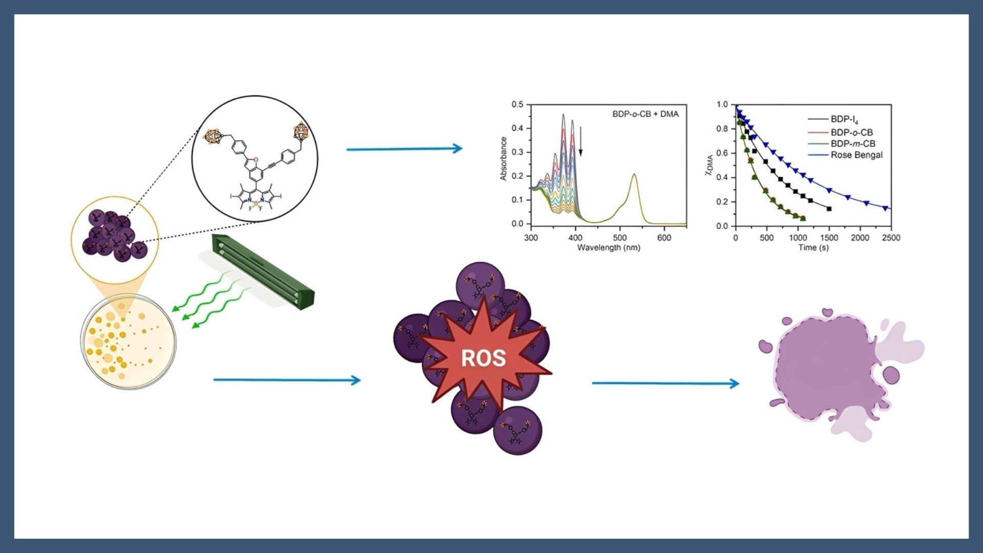 Carborane-BODIPY dyes as promising photosensitizers for light-mediated antimicrobial strategies