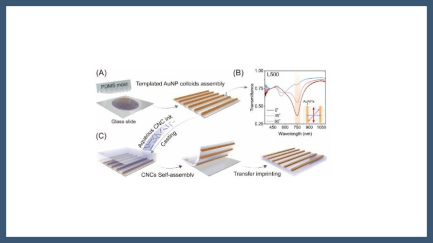 Engineering Chiroptical Interactions through IntegratingPlasmonic Arrays with Cholesteric Nanocellulose