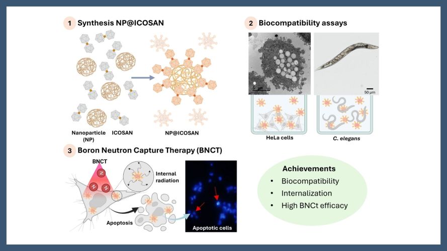 Enhancing Boron Neutron Capture Therapy (BNCT) with Materials Based on COSAN-Functionalized Nanoparticles