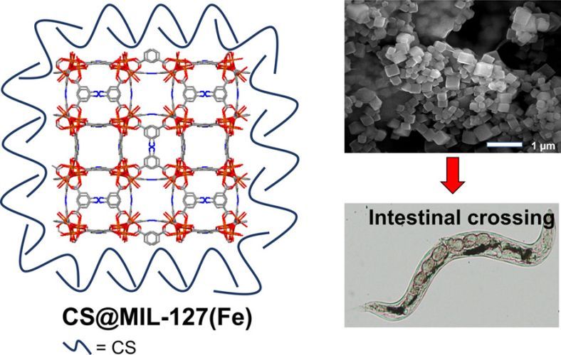 Pushing the Limits on the Intestinal Crossing of Metal–Organic Frameworks: An Ex Vivo and In Vivo Detailed Study