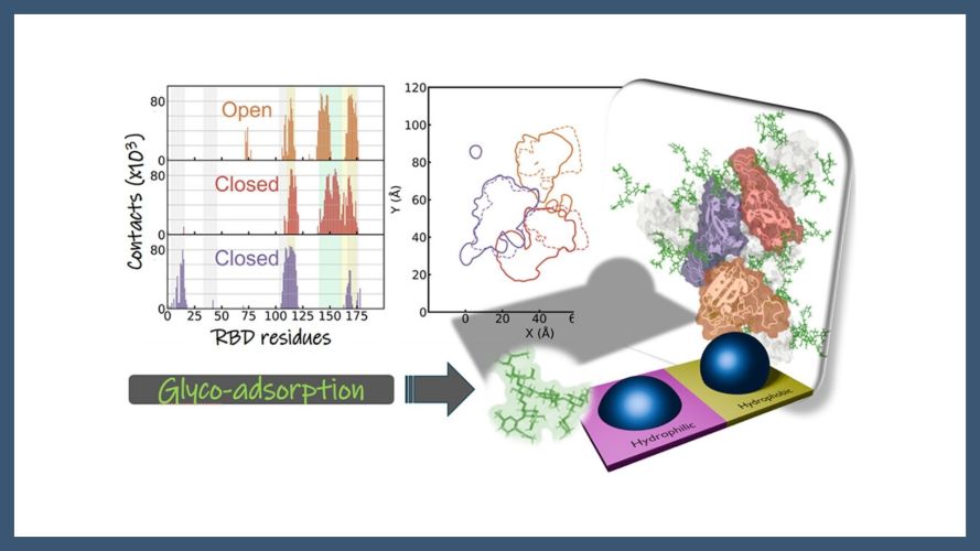 Glycans Modulate the Adsorption of RBD Glycoproteins on Polarizable Surfaces