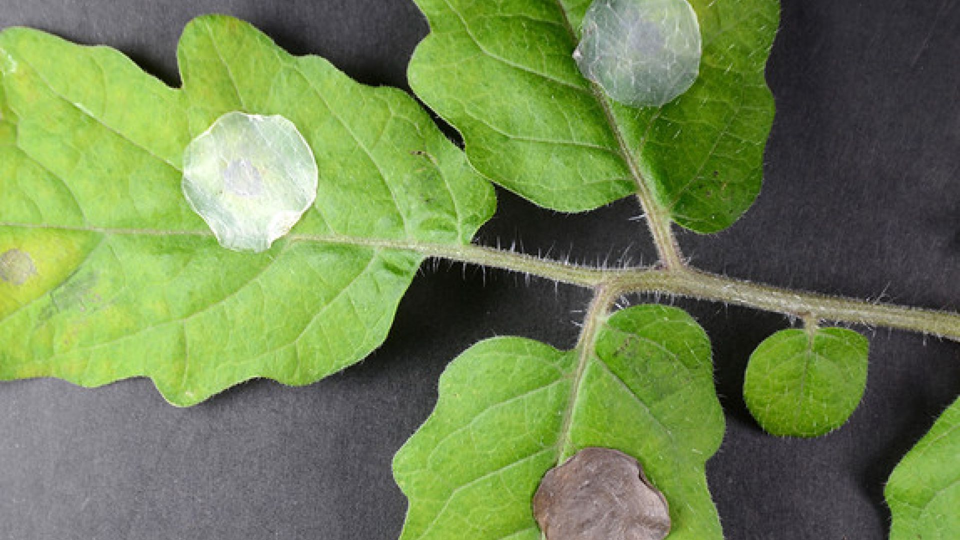 Testing leaves with nanocellulose patches
